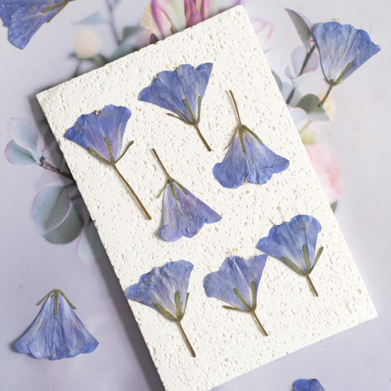 Beauty Makeup Bridal - 12pcs/3-5cm,nature Bluebell Embossed Dry Flower DIY