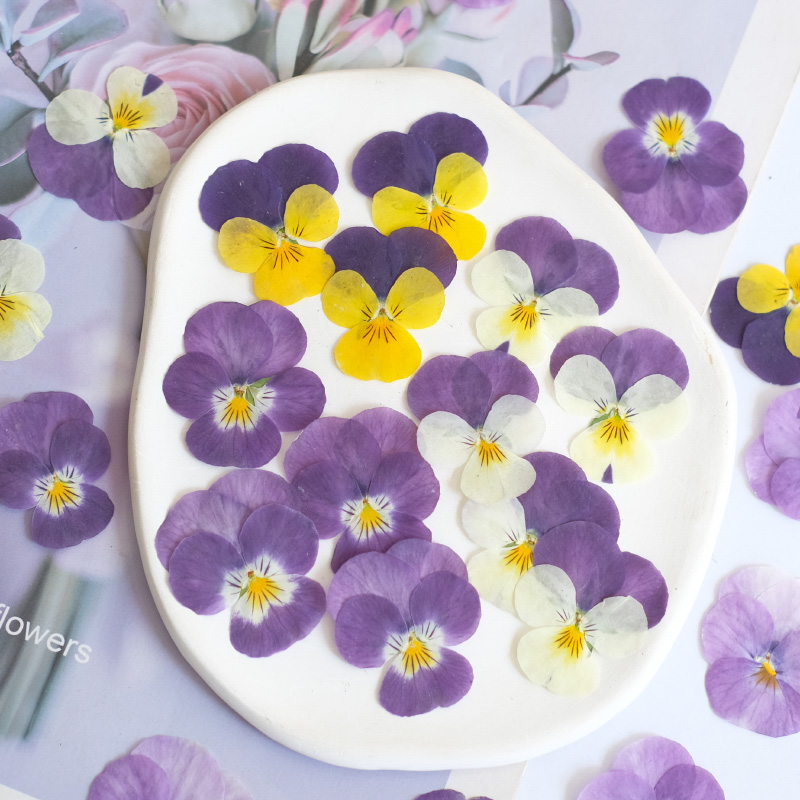 Beauty Makeup Bridal - 12pcs,nature Pansy Dried Flower Embossed DIY